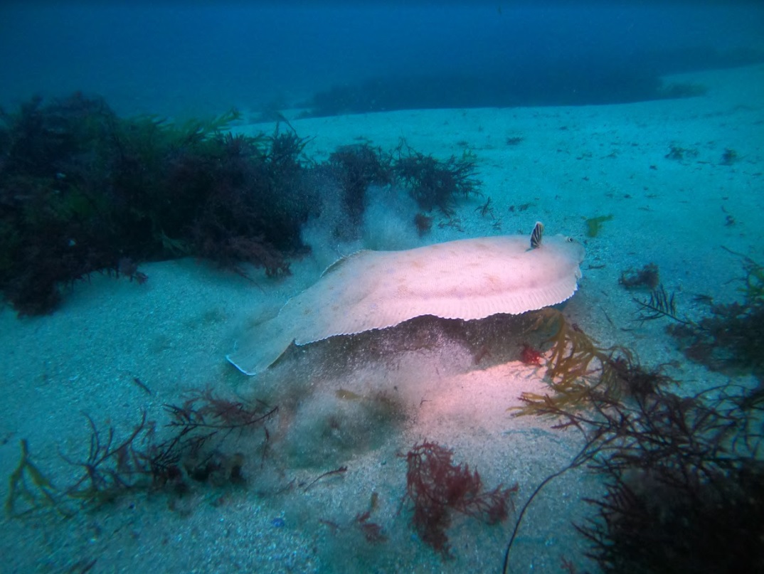 Campeonato Navarro de Fotografía Submarina 2021